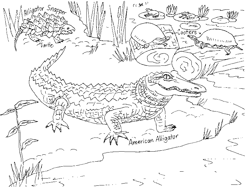 Fl Gator Coloring Pages