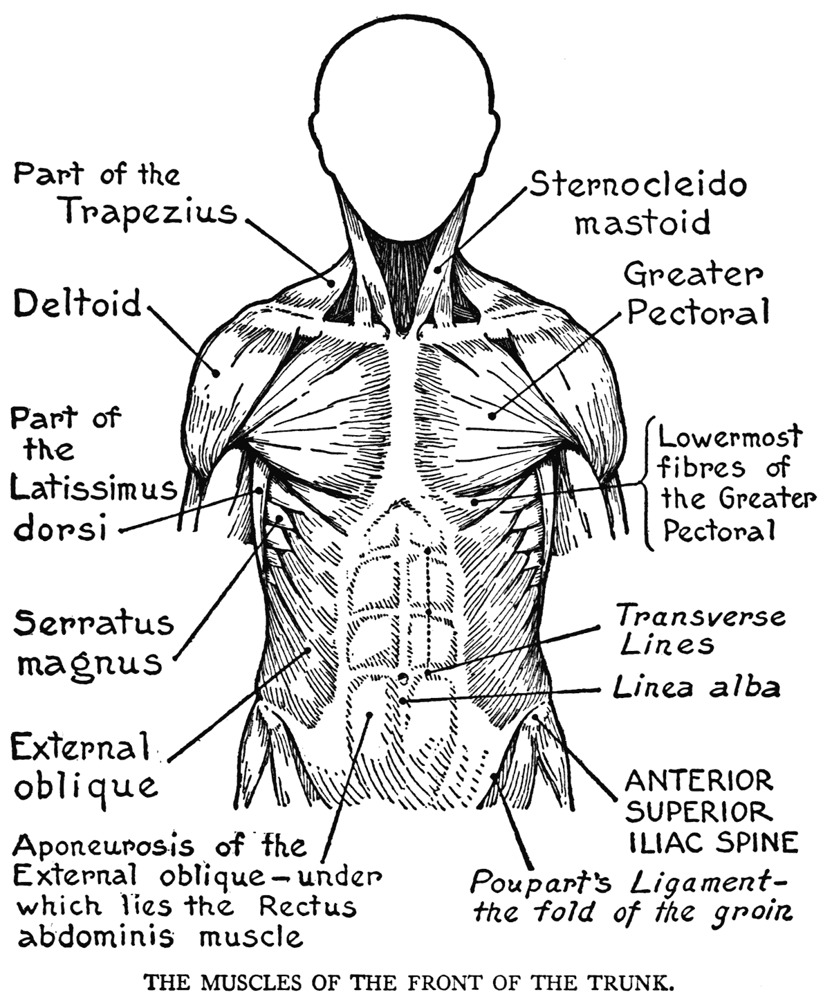 Body System Outline Coloring Pages - Coloring Pages For All Ages