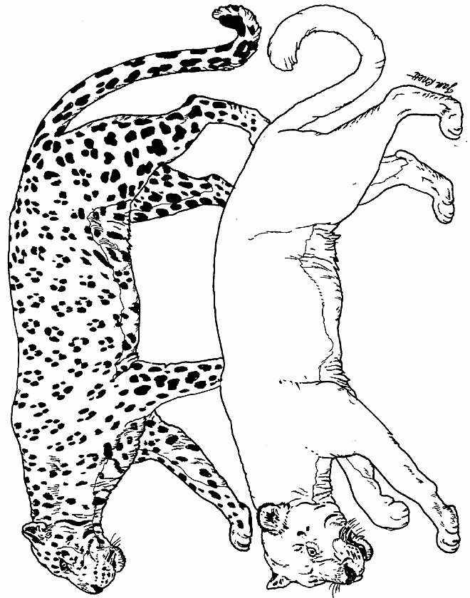 Panther Coloring Sheets