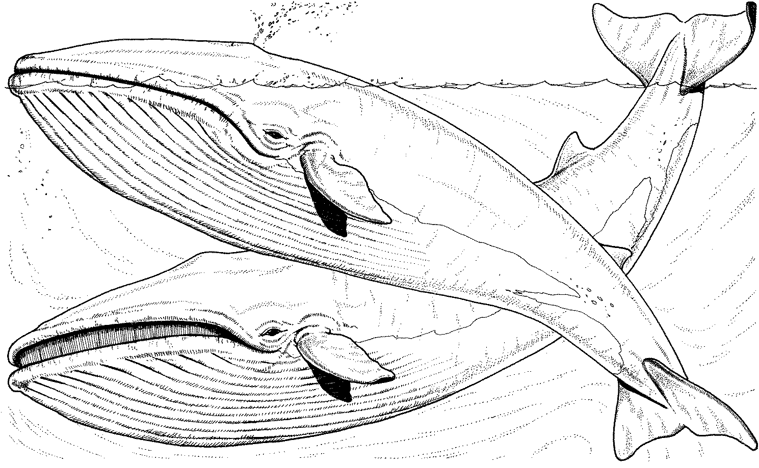 Whale Coloring Pages - Colorine.net | #6951