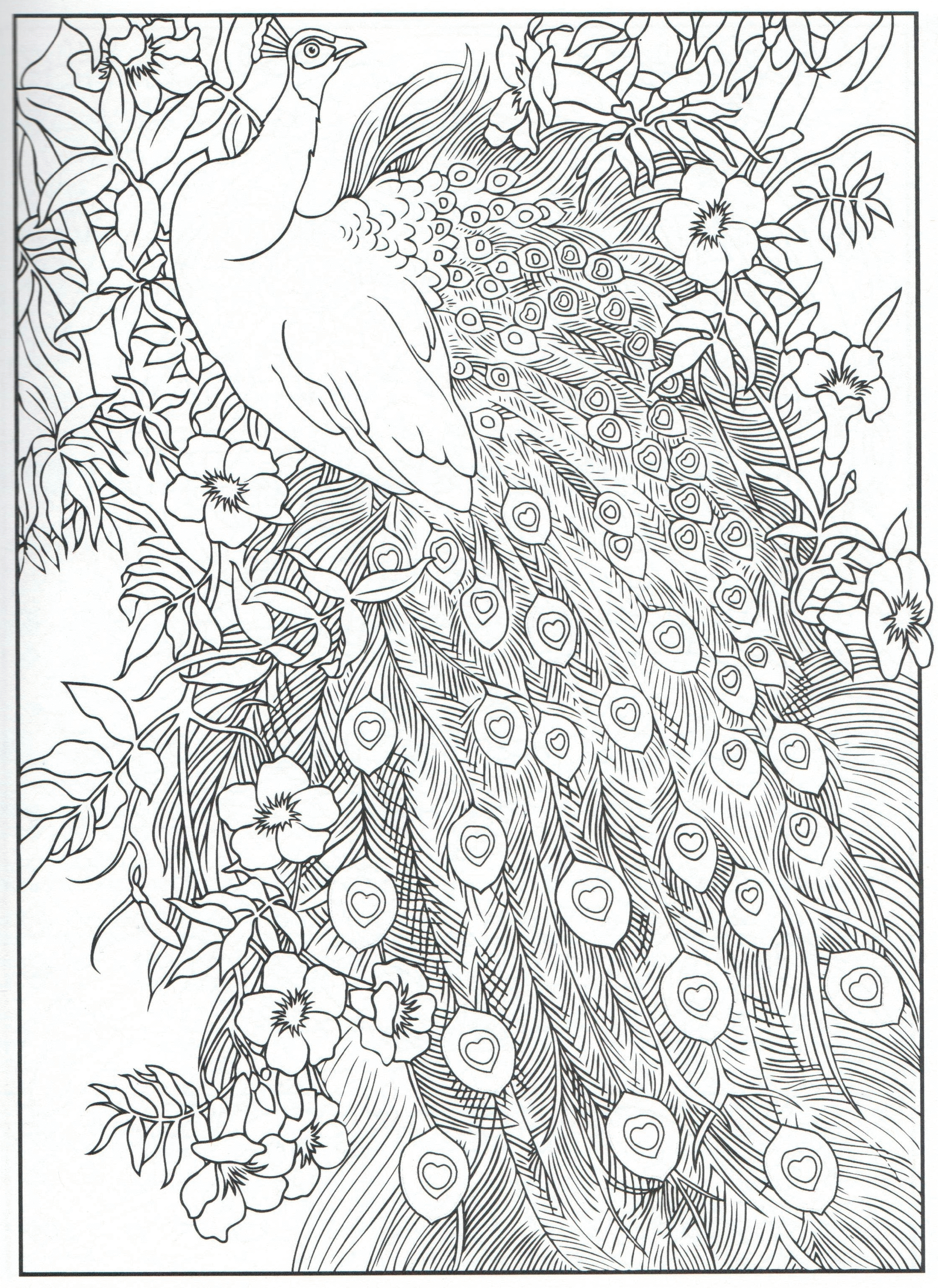 Feathers Coloring Page