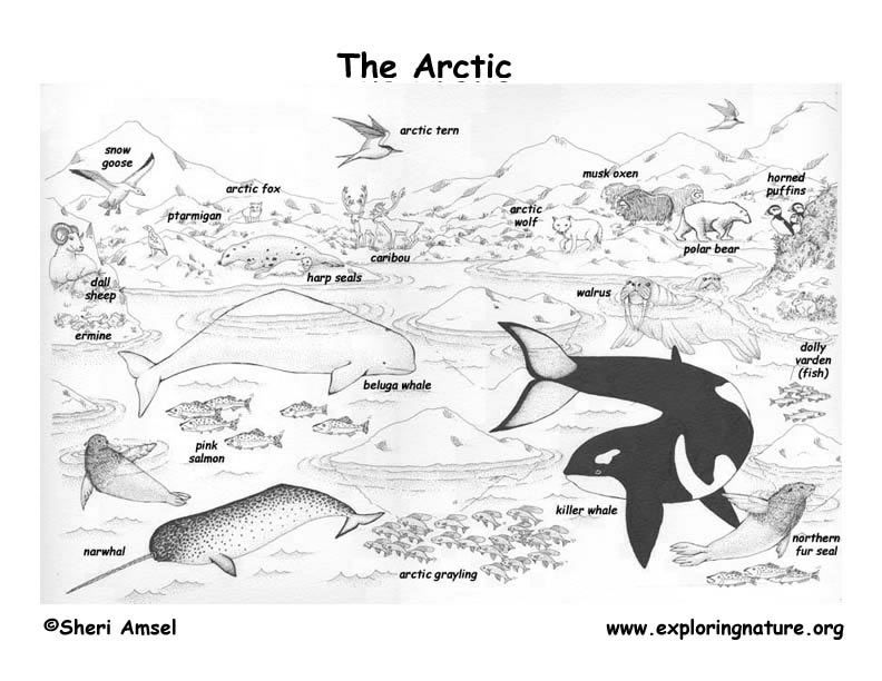Arctic Tundra Coloring Pages - High Quality Coloring Pages