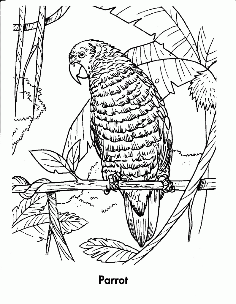 tropical-rainforests-coloring-pages-coloring-home