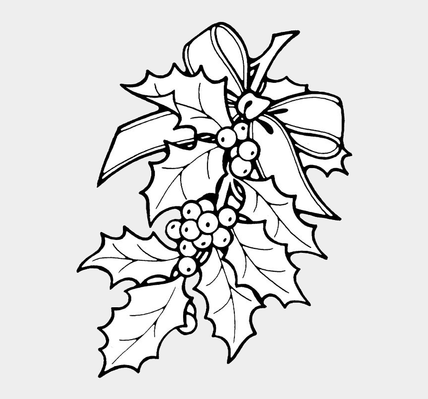 Holly Berries Png - Christmas Holly Coloring Pages, Cliparts & Cartoons -  Jing.fm