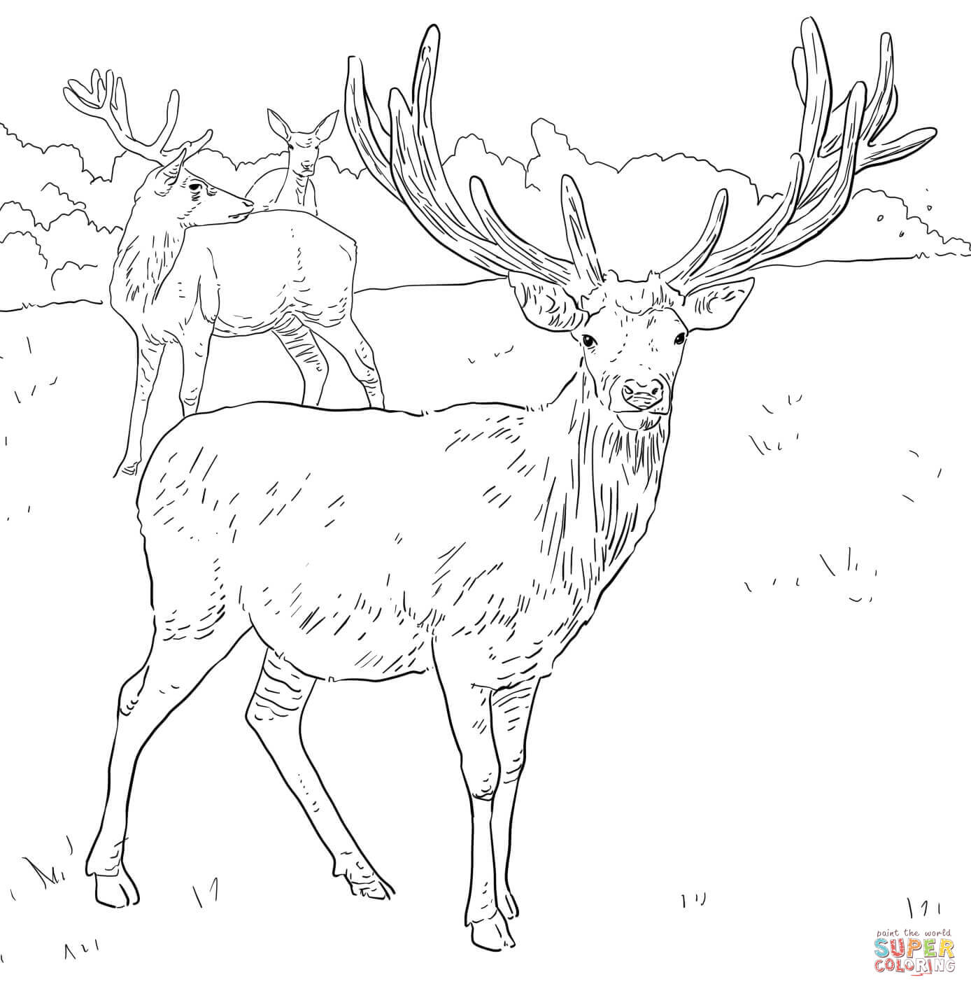 Western European Red Deer coloring page | Free Printable Coloring ...