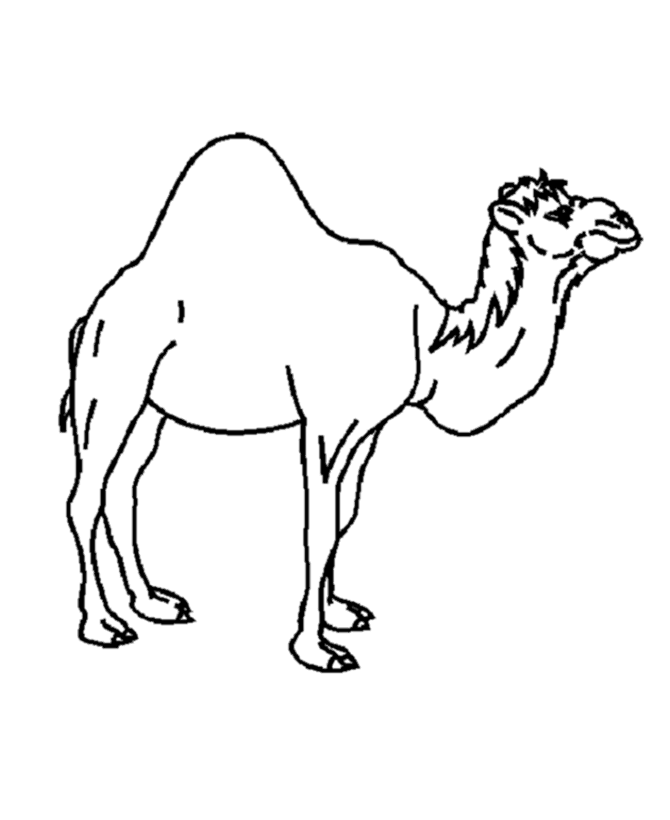 Camel Color - AZ Dibujos para colorear