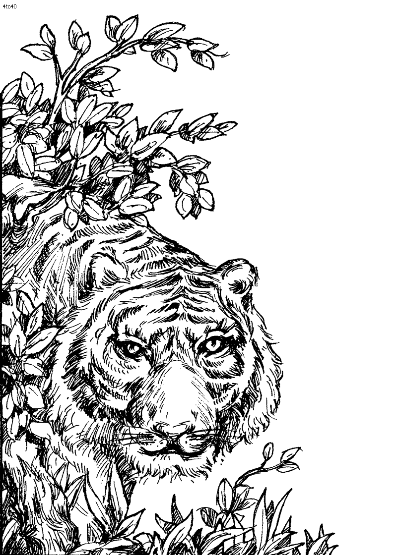 coloring printable tigers tiger adults popular