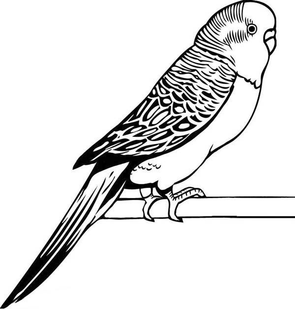 Parakeet Coloring Pages - Best Coloring Pages For Kids in 2020 | Cool  drawings, Parakeet, Bird coloring pages