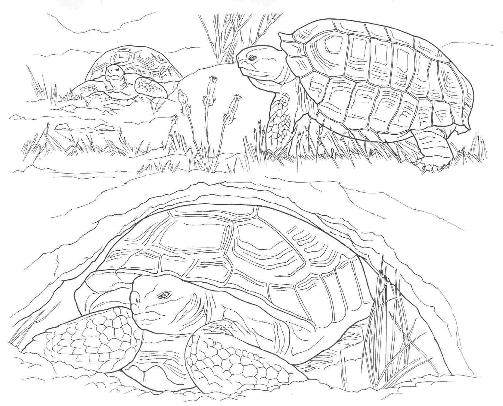 Printable Coloring Pages Of Desert Animals - Coloring Page