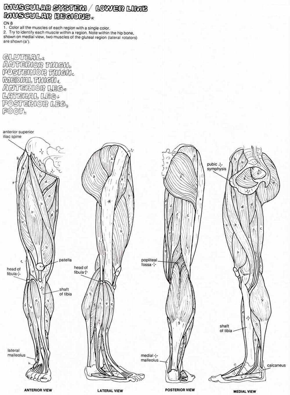 Free Muscle Anatomy Coloring Pages High Quality Coloring Pages
