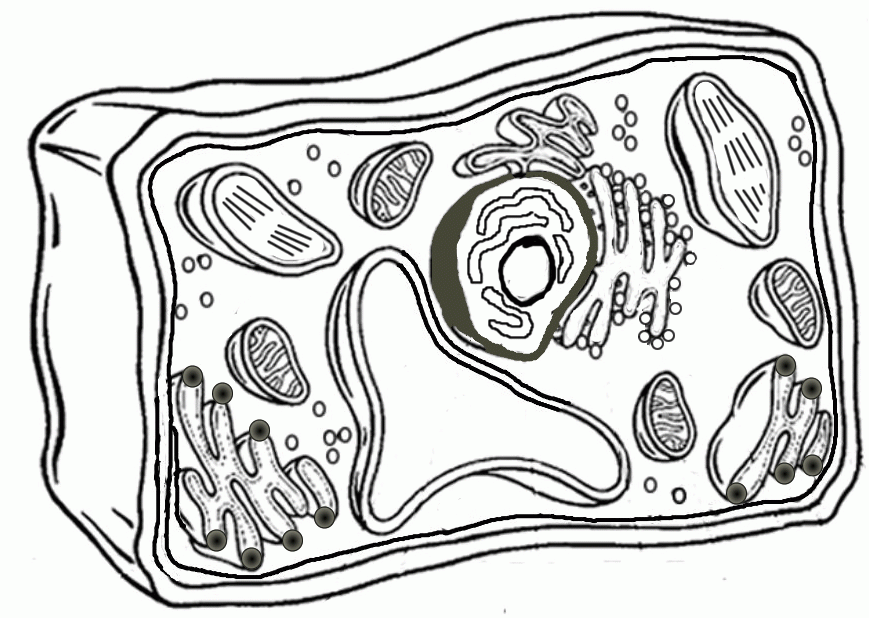 Plant And Animal Cell Coloring Pages Coloring Home