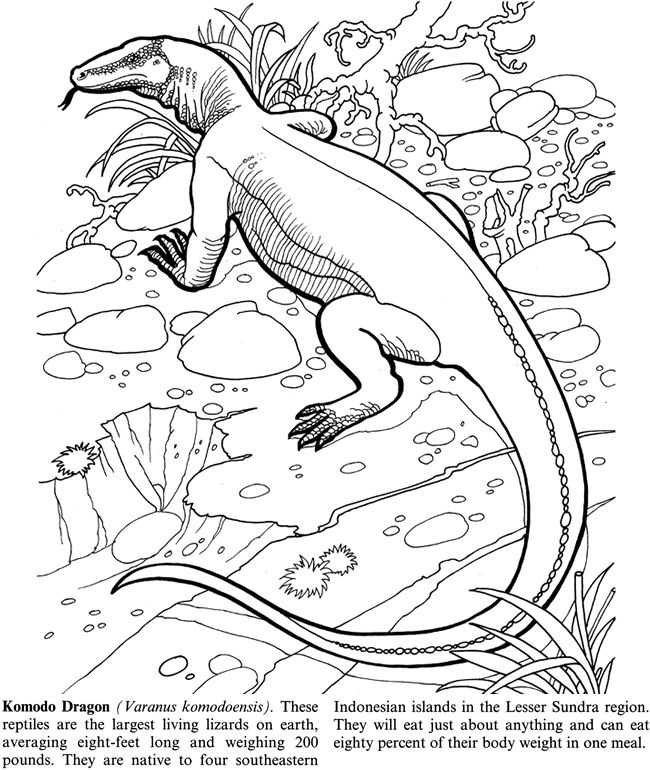 komodo-dragon-coloring-pages-coloring-home