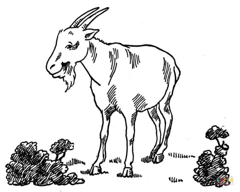 Goat coloring page | Free Printable Coloring Pages