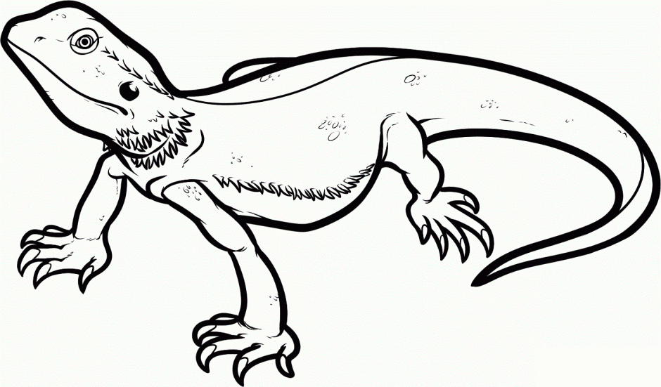 Reptile Coloring Pages (19 Pictures) - Colorine.net | 11709