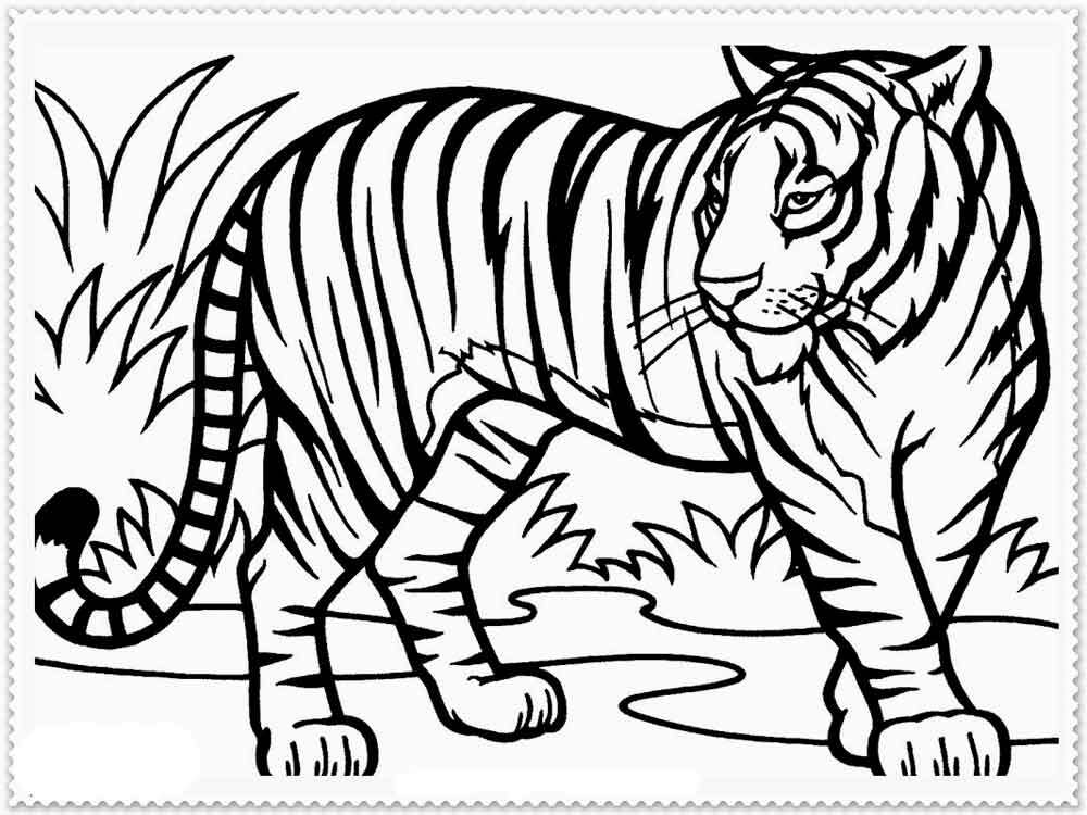 Tigers coloring pages. Download and print tigers coloring pages
