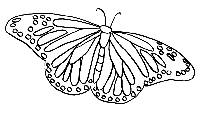 FREE Butterfly Coloring Pages: Fritillary Butterfly