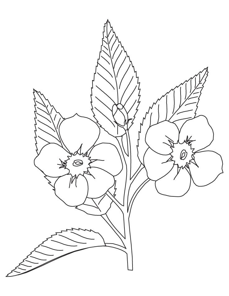 Apple Blossom Coloring Page | Download Free Apple Blossom Coloring ...