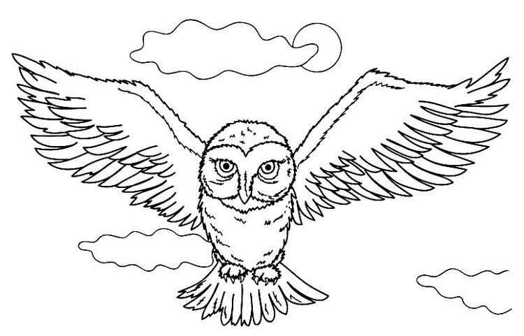Hedwig Harry Potter Owl Coloring Pages | Owl coloring pages, Owls drawing,  Bird coloring pages