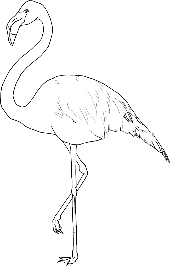 Flamingo coloring page - Animals Town - animals color sheet 