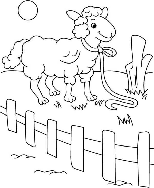 Sheep Behind Fence Coloring Page : Coloring Sky in 2020 | Coloring pages,  Printable coloring pages, Sheep