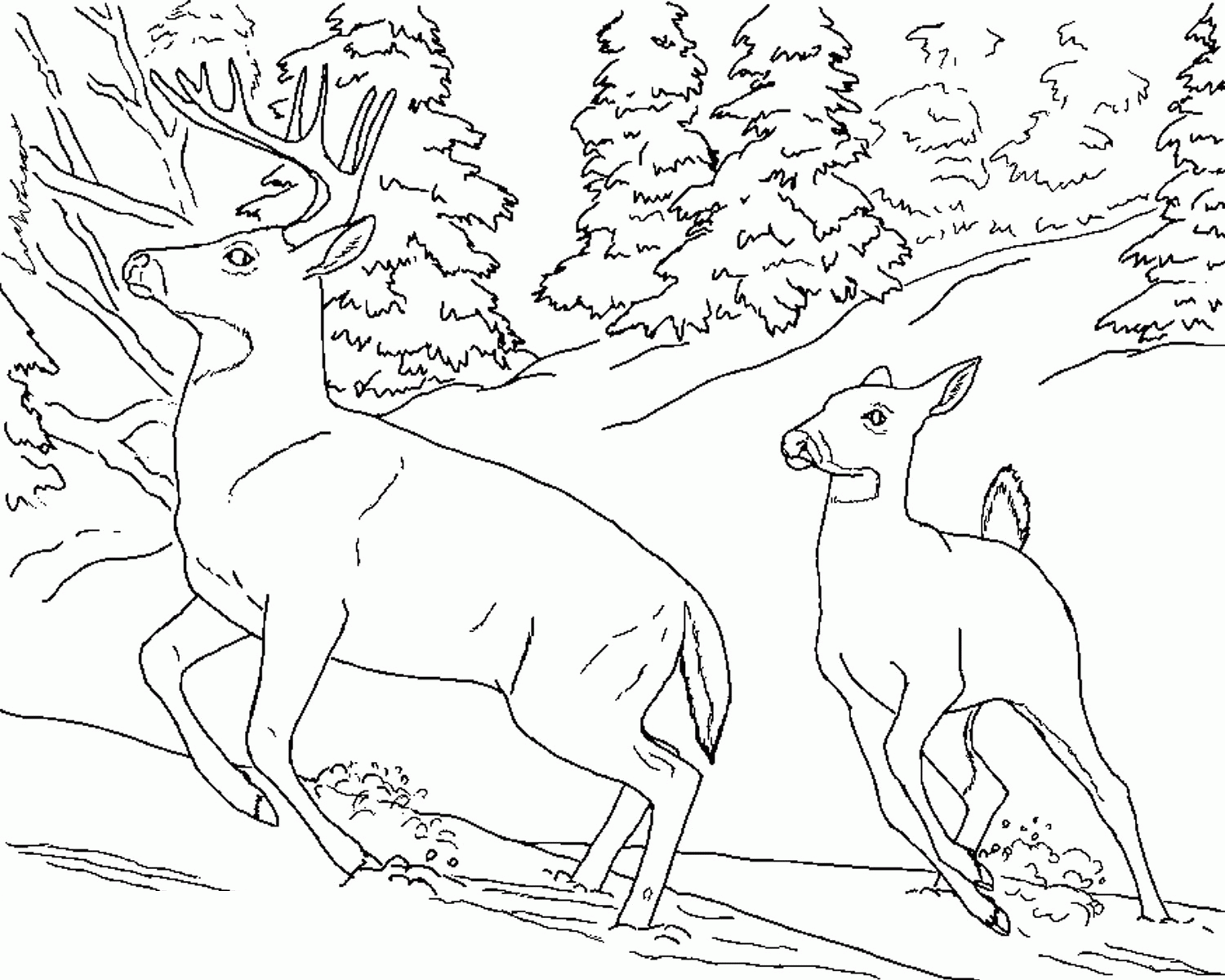 Mule Deer Coloring Page - Coloring Home