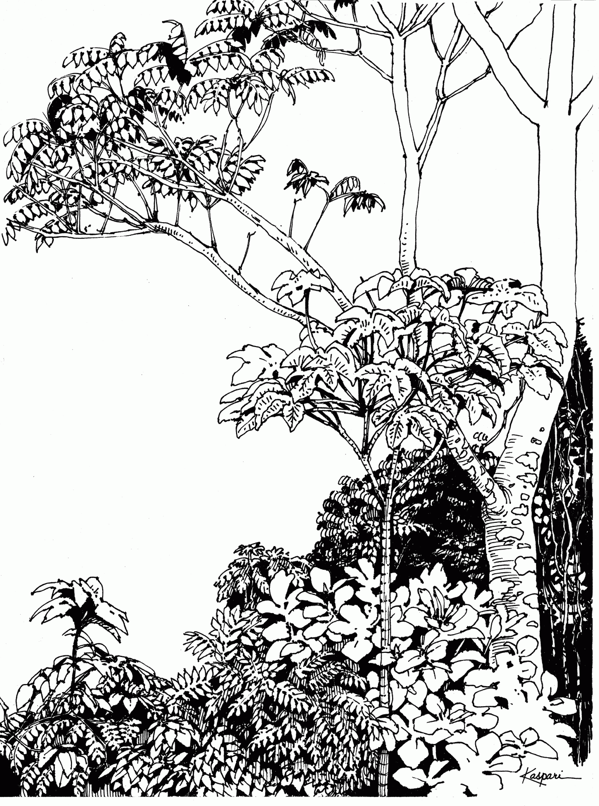 Rain Forest Trees Coloring Page - Coloring Home