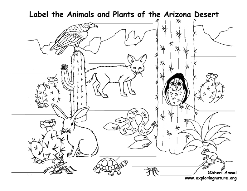 Desert Animals Coloring Pages Coloring Home