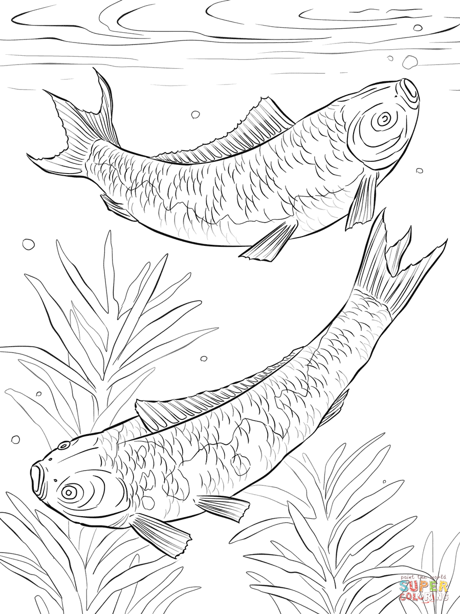 Koi Fishes coloring page | Free Printable Coloring Pages