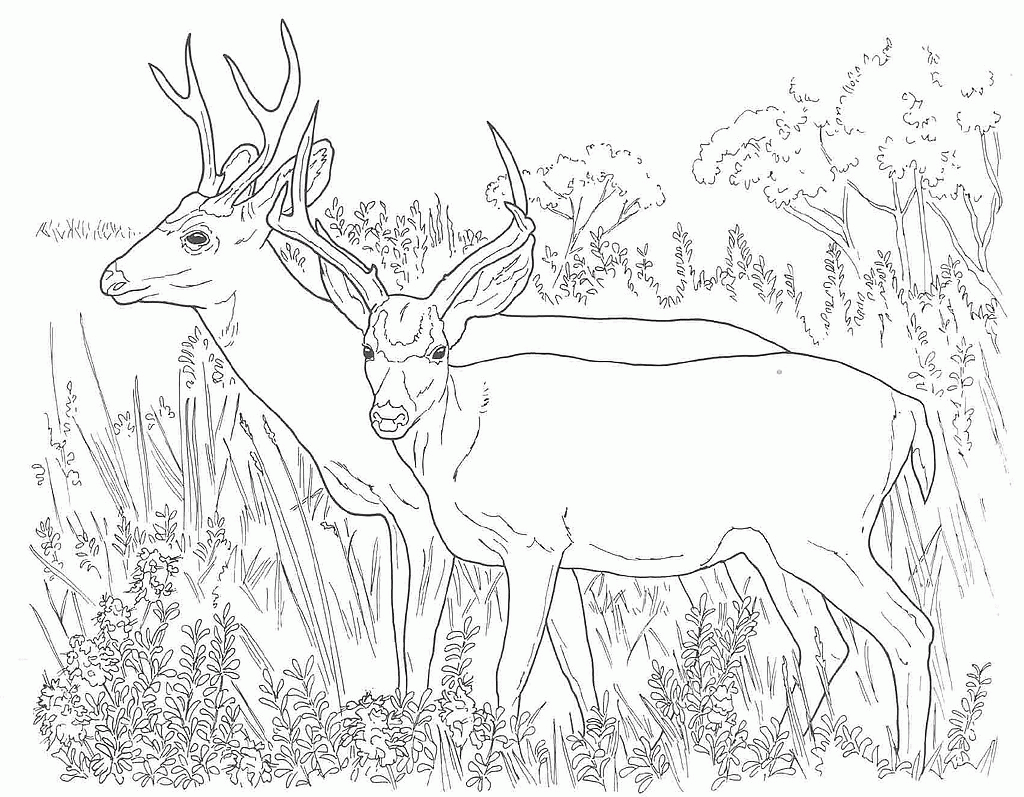 Awareness Desert Animals Coloring Pages Mule Deer Coloring Drawing ...