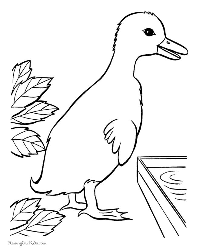 Duck picture to print and color