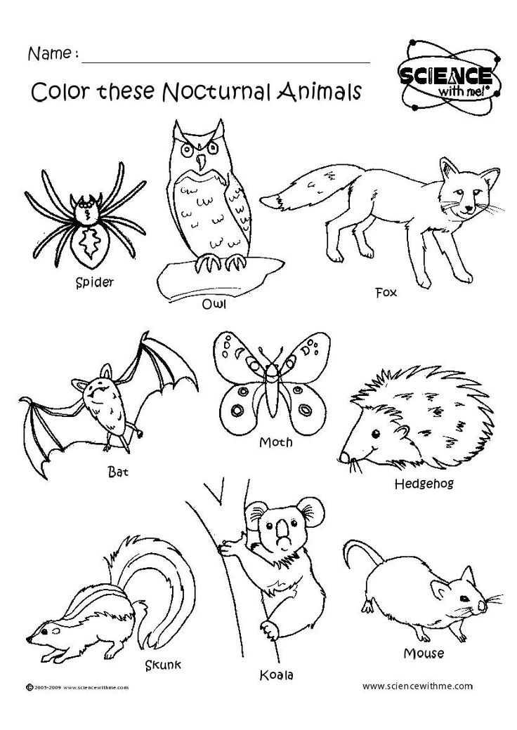 Nocturnal Animals Coloring Pages - Coloring Home