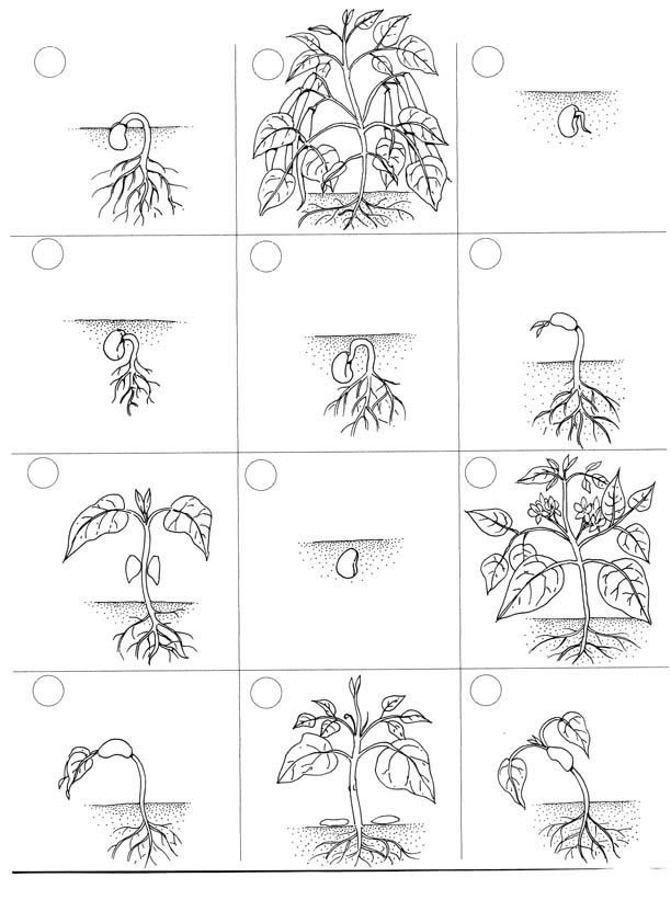 Plant Life Cycle work sheet