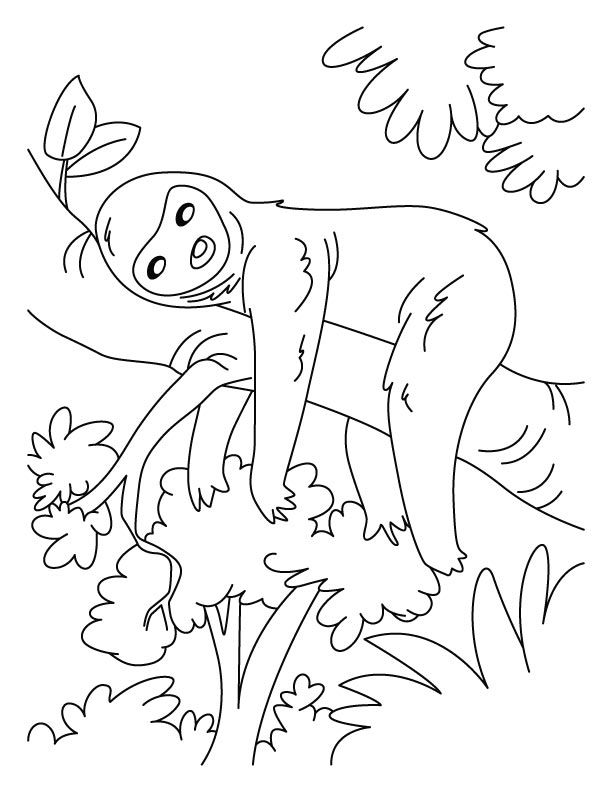 Lazy sloth coloring pages | Download Free Lazy sloth coloring 