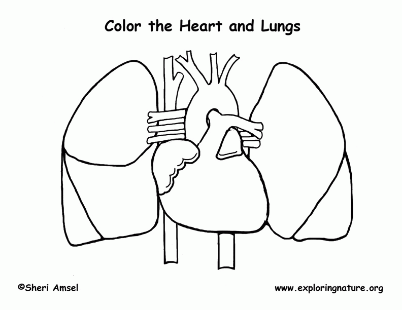 Anatomy Coloring Pages Heart - Coloring Home