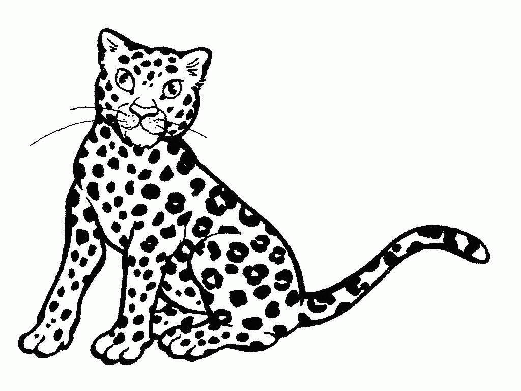 Cute Baby Cheetah Coloring Pages Real Kids