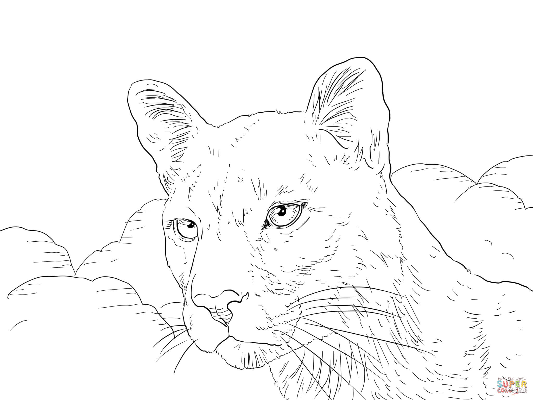 Florida Panther coloring page | Free Printable Coloring Pages