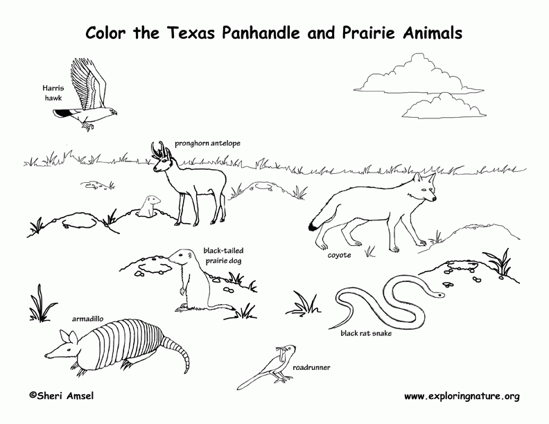 Texas Panhandle and Prairie Animals Coloring Page