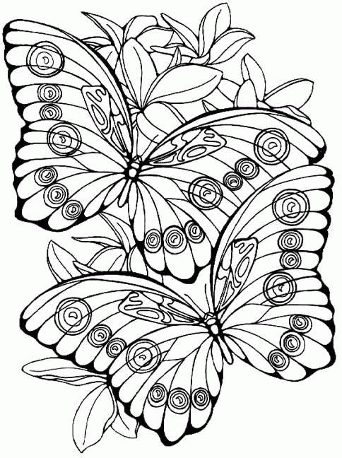 Kids-n-fun.com | 56 coloring pages of Butterflies