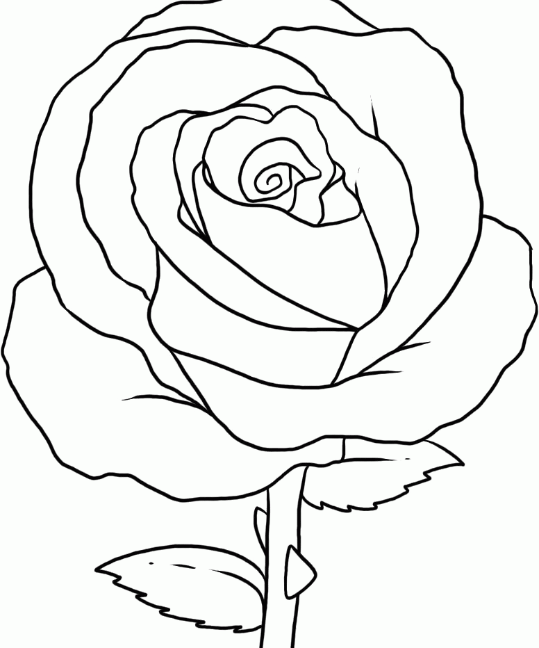 Download The Beautiful And Attractive Rose Coloring Page Or Print 