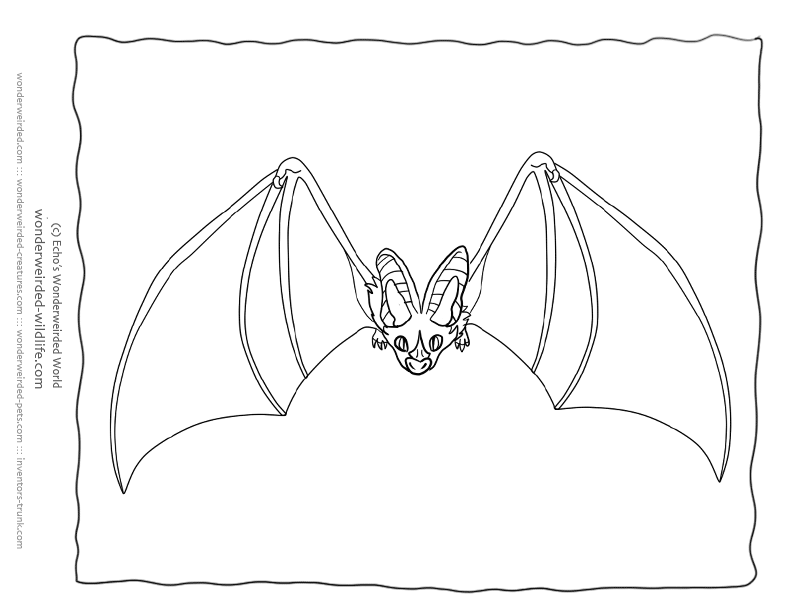 Bat Coloring Pages False Vampire Bat Pictures, Realistic Animal 