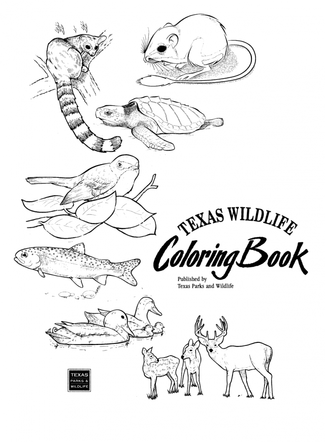 Texas Horned Lizard Colouring Pages 202181 Wildlife Coloring Pages