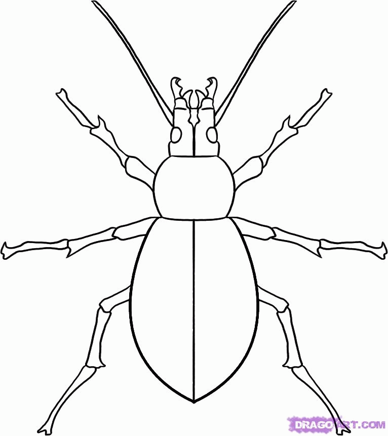 How To Draw Insects For Kids Coloring Home