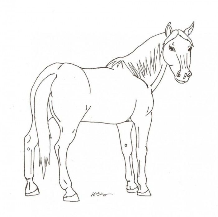 Arabian Horse Coloring Pages Print | 99coloring.com