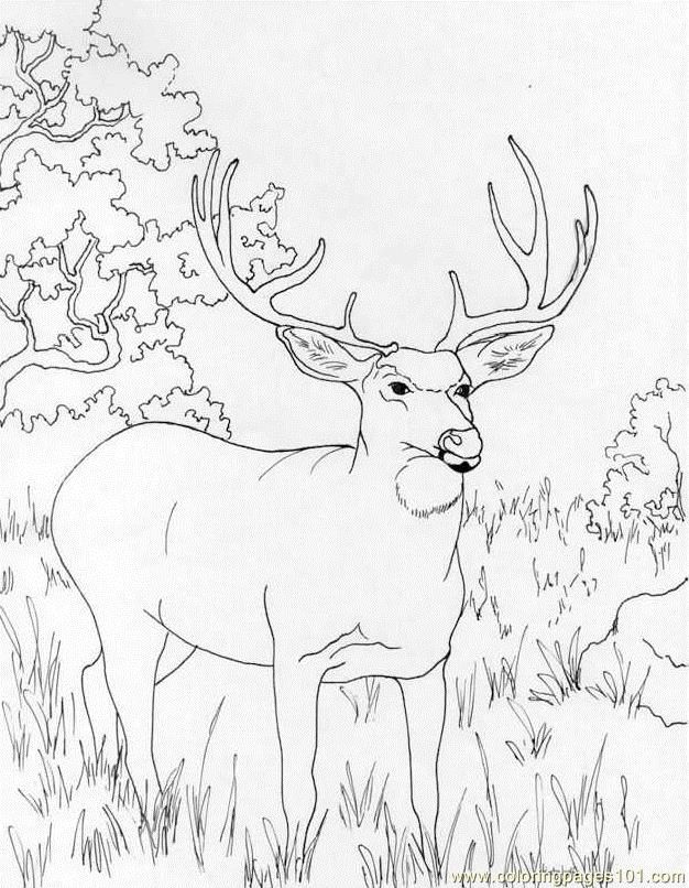 Coloring Pages Muledeer (Mammals > Deer) - free printable coloring 