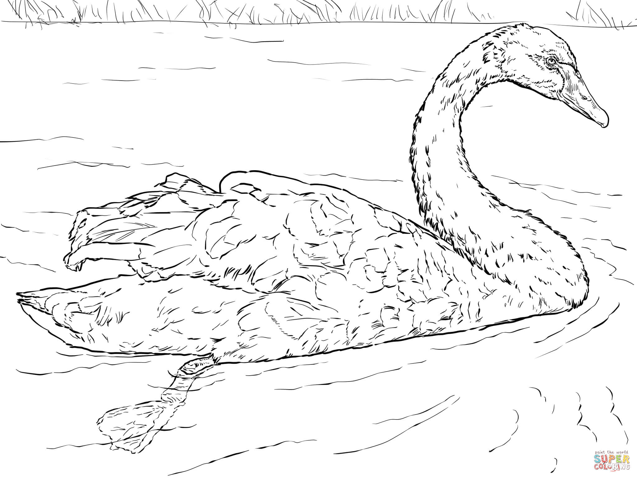Black Swan coloring page | Free Printable Coloring Pages