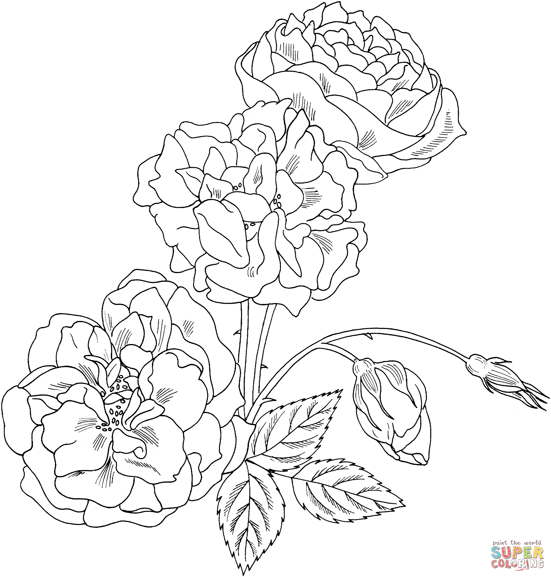124 Simple Rose Coloring Pages for Kids