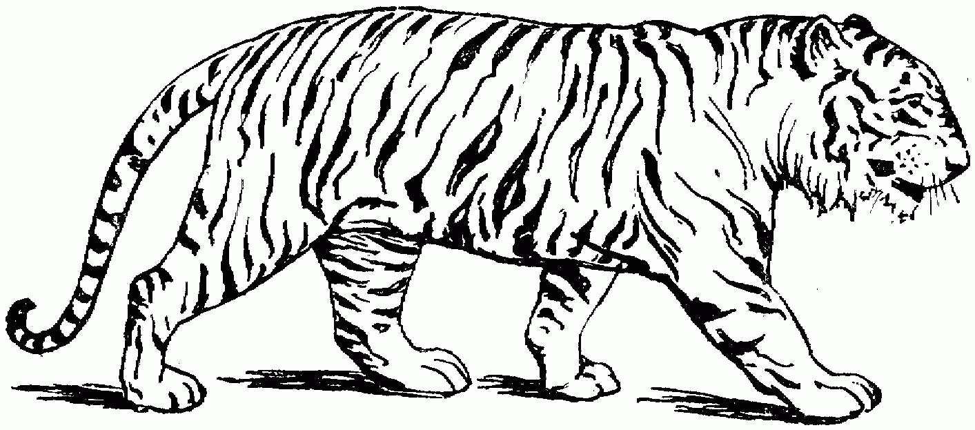 Coloring Pages Of Tigers To Print - Coloring Page Photos