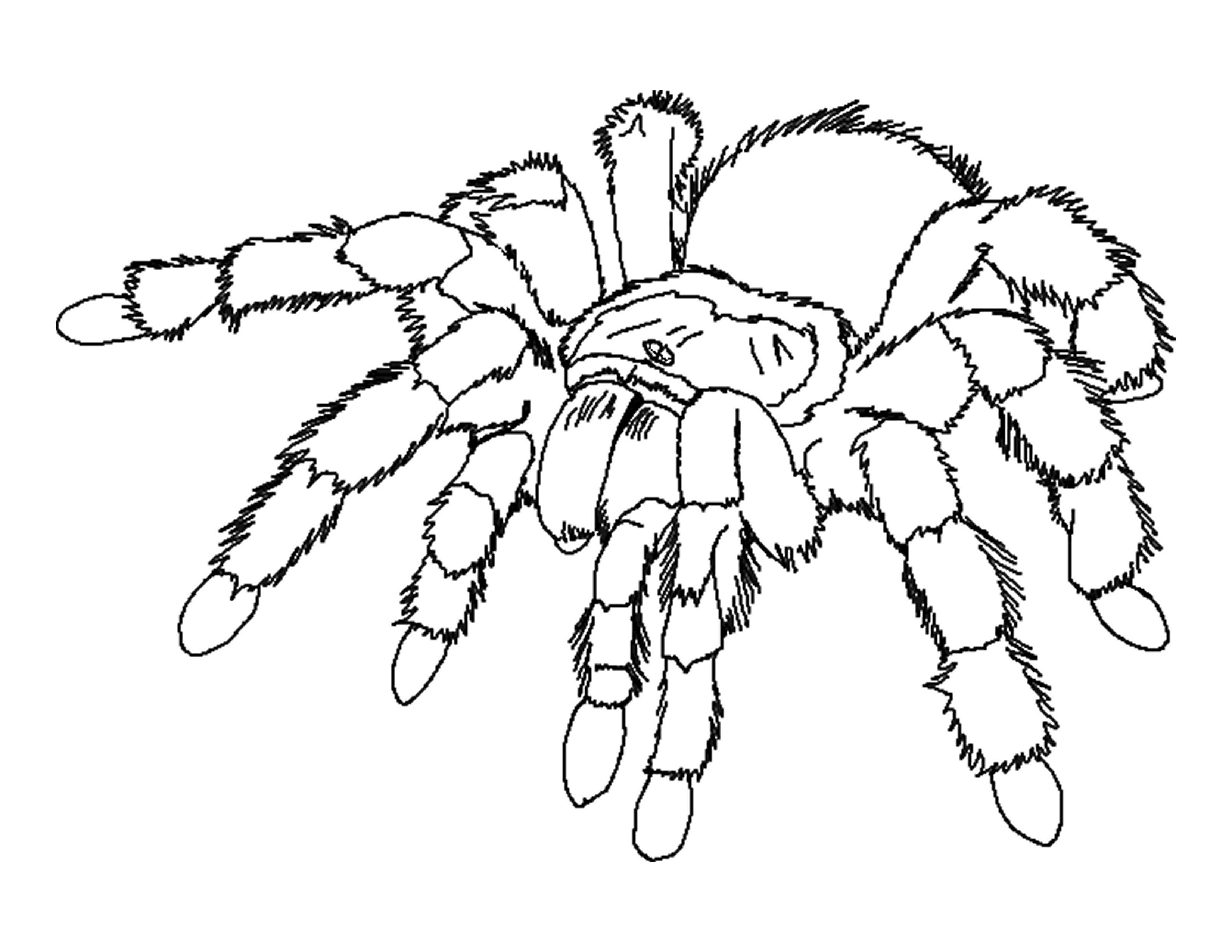 Printable Spider Coloring Pages Kids - Colorine.net | #13200