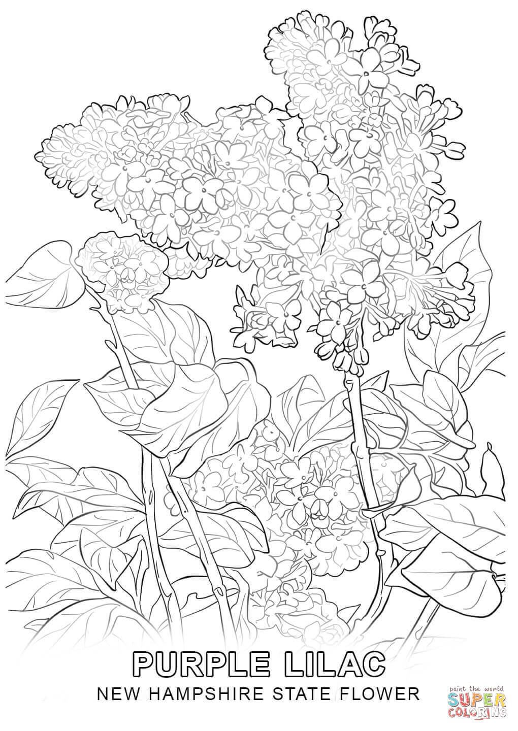 Mexico Map Coloring Page | Tookogie