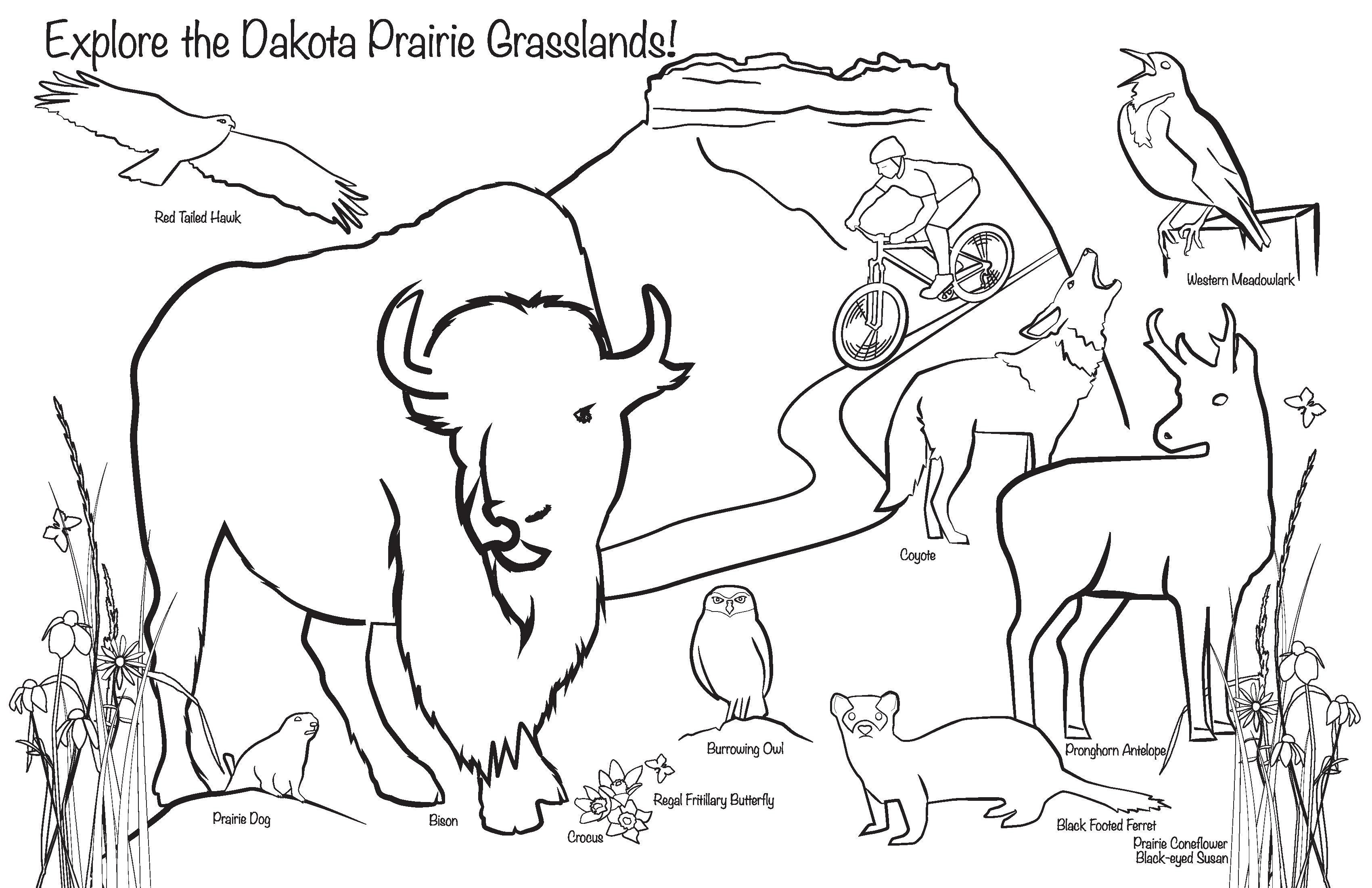Coloring Page for USFS/DNR Park Event ...mediaworksmt.com